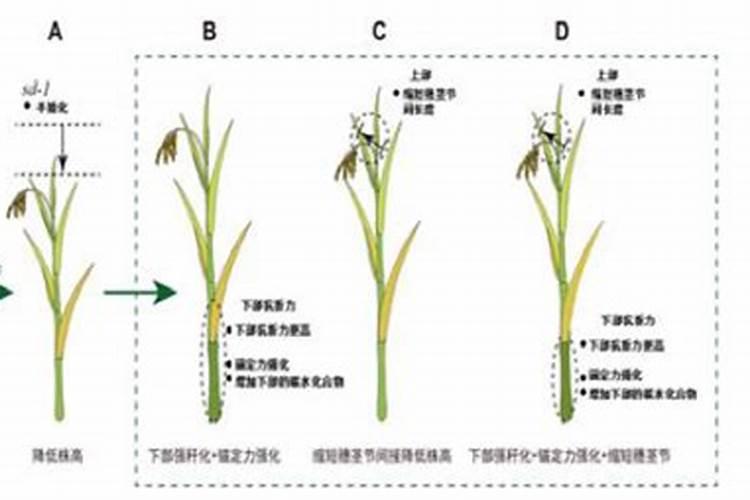 氨基酸、多肽、鱼蛋白有什么区别,又有什么关联？