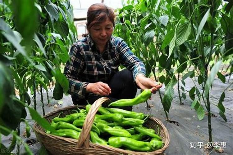辣椒追肥用什么肥料好