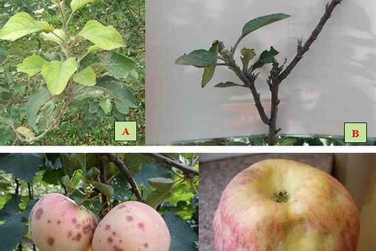 苹果树上什么肥料好