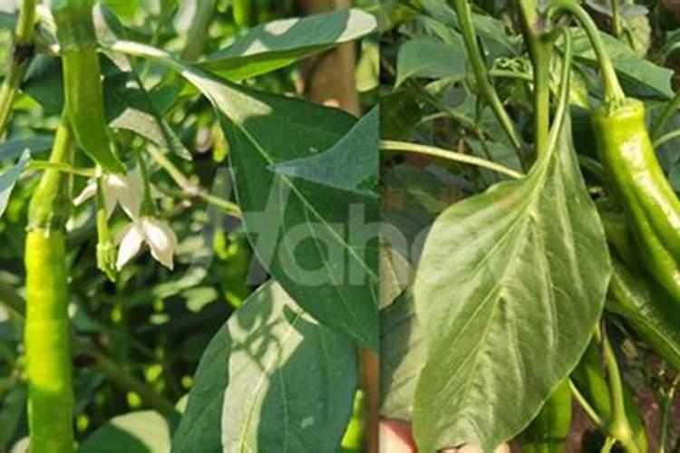 芸苔素在玉米上的最佳使用时间和使用方法