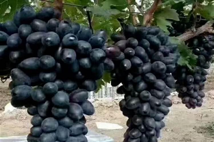 硅肥在大棚葡萄上什么时间用最好？