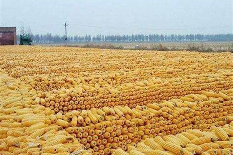 玉米用什么含量的肥料