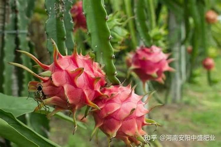 钙镁磷肥怎样用效果好 钙镁磷肥使用注意事项有哪些