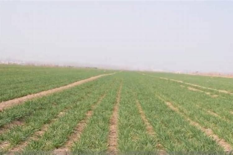 打了除草剂第二天能撒肥料吗