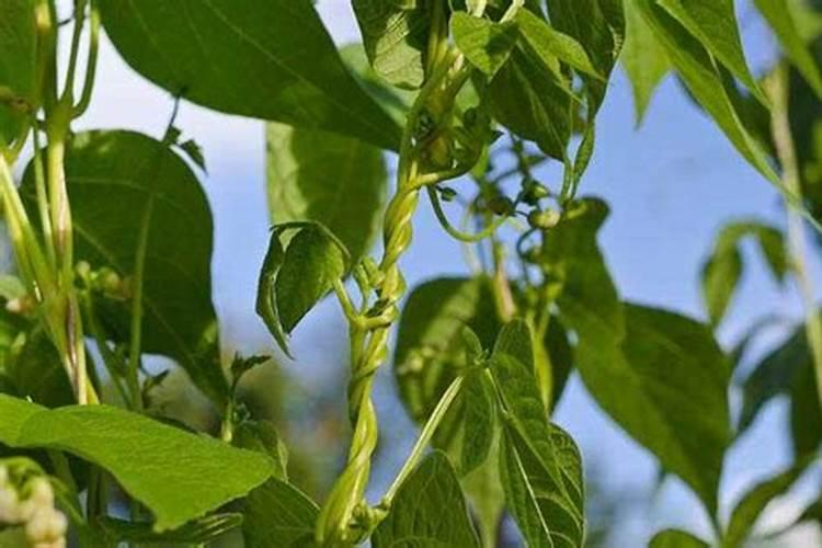 芸豆移栽需要什么底肥