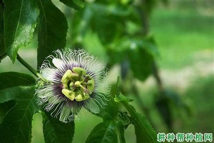 百香果不结果如何处理