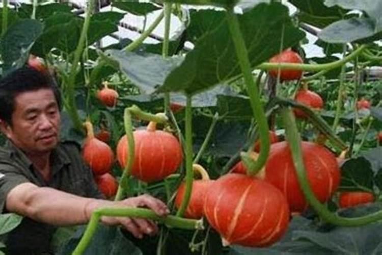 种植南瓜中后期如何管理？