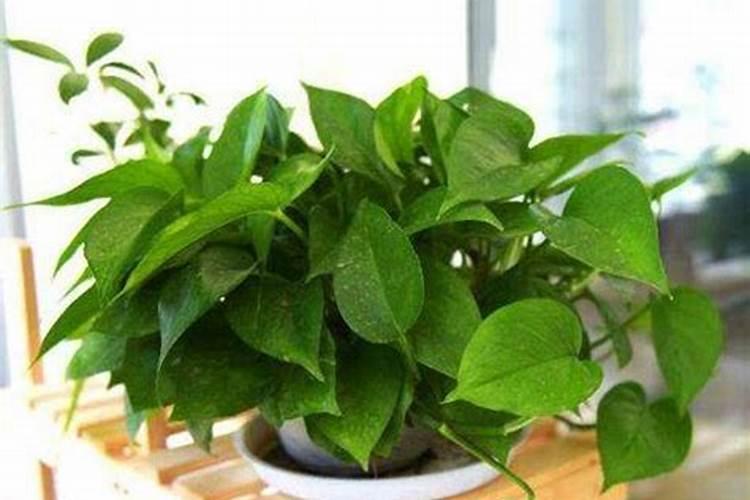 小球藻培养基配方