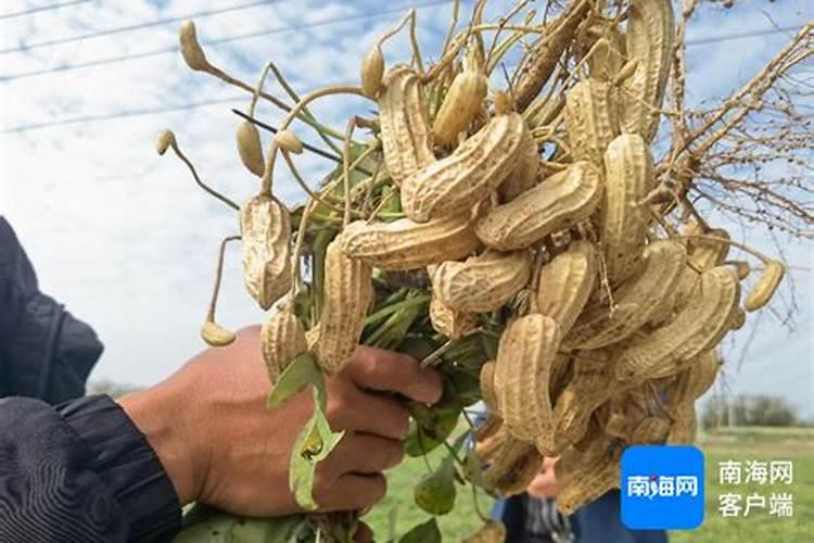 花生后期喷什么最饱满