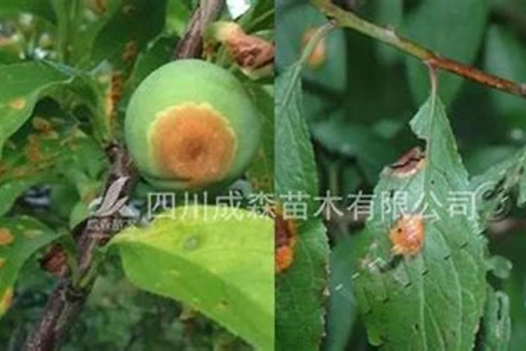 葡萄嫁接的时节最好在什么时候？