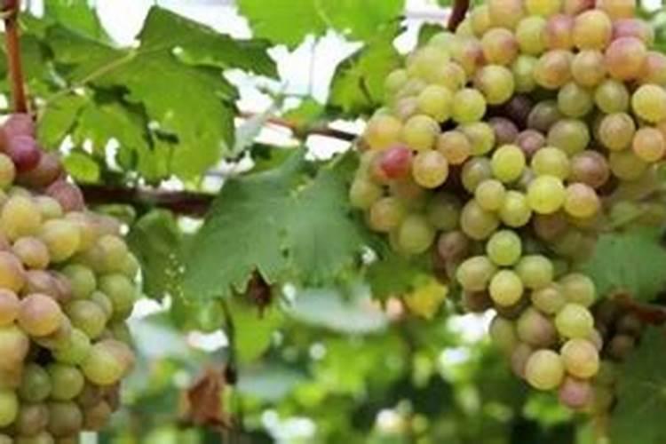 葡萄越夏如何施肥？葡萄树用什么肥料长得快？