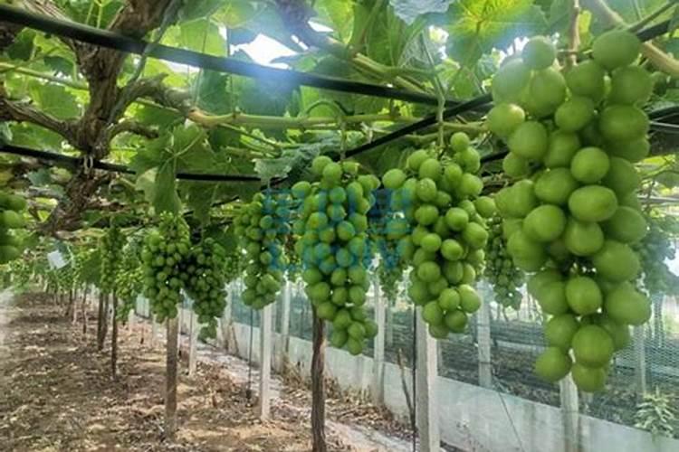 葡萄种植需要施什么肥料