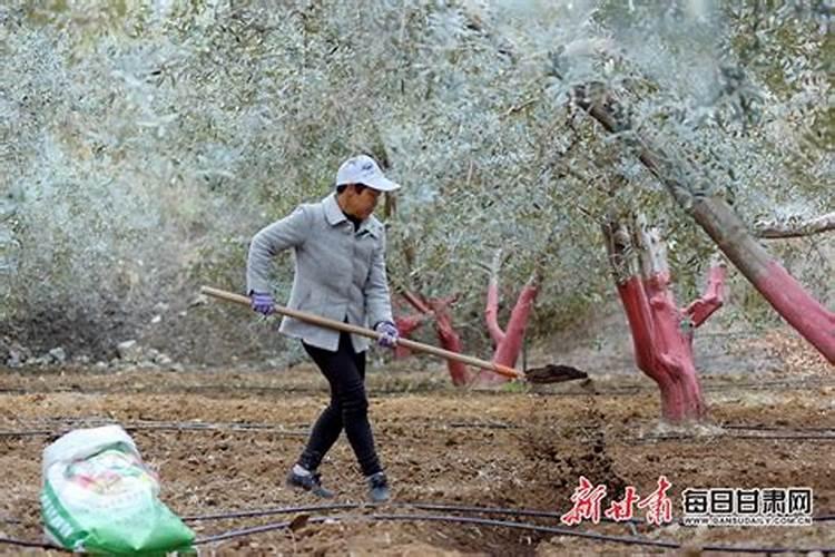 叶面肥什么时候打效果好