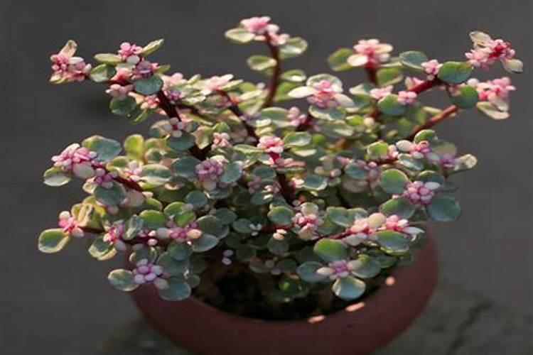 澳斑是什么？？？酒店看到,似乎不是常见的鱼呢