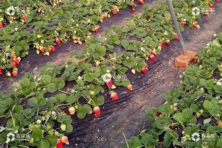 草莓开花时怎样施农家肥