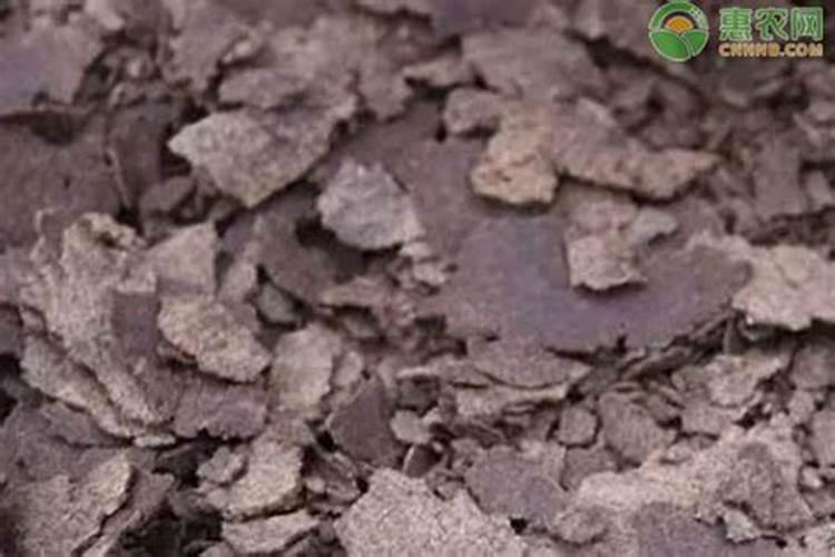 水培洋葱的种植方法