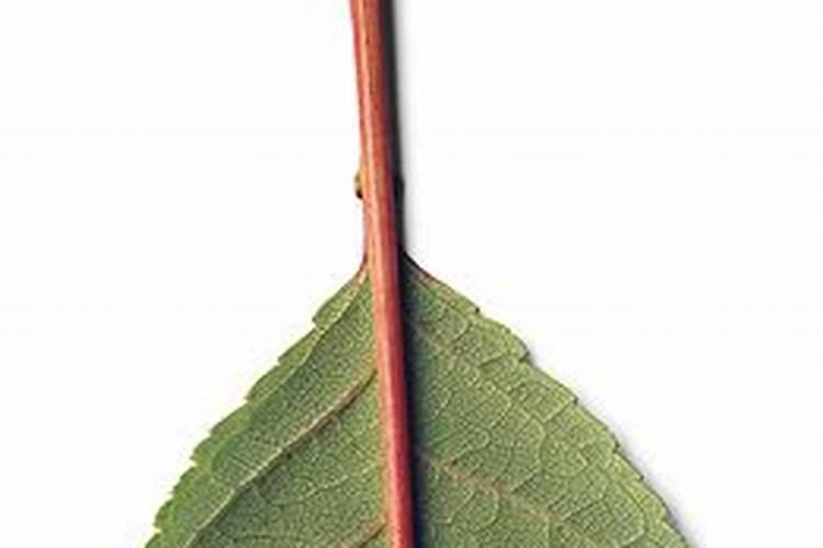 葡萄树什么时候可以用液体氮肥？