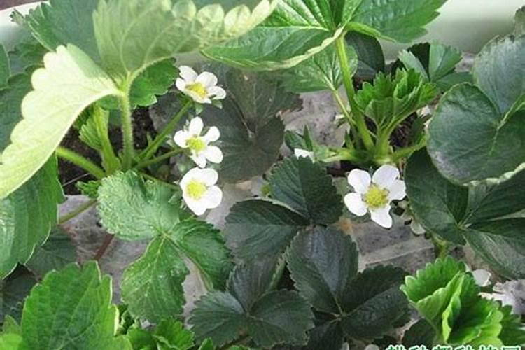 草莓开花期用什么肥料好
