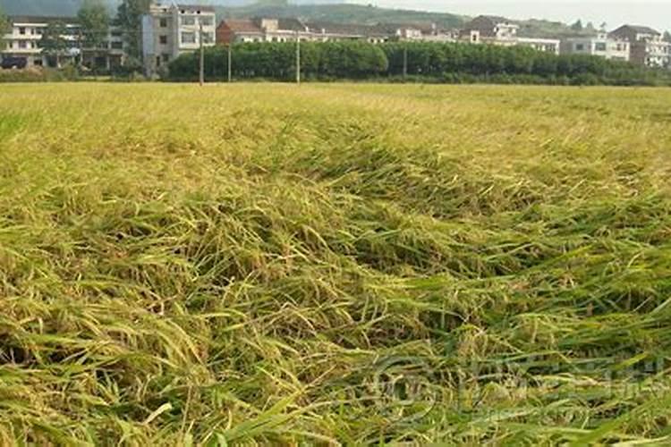 3月月季多久浇水一次 3月月季多久浇水一次合适