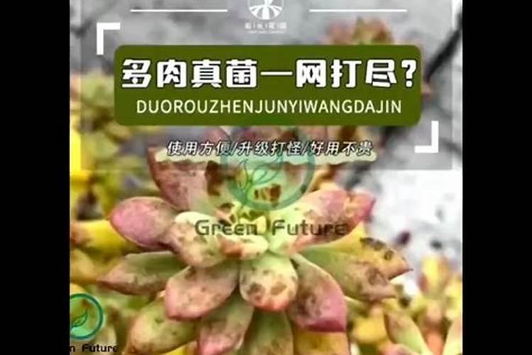 请问从地里起完花生放在房顶下雨了怕吗