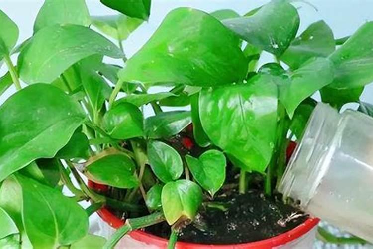 煮熟的黄豆能直接埋在土中当肥料吗？