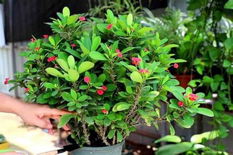 大量元素水溶肥料执行标准