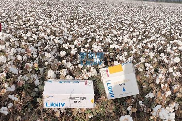 水稻什么时期施硅肥水稻施硅肥的时间