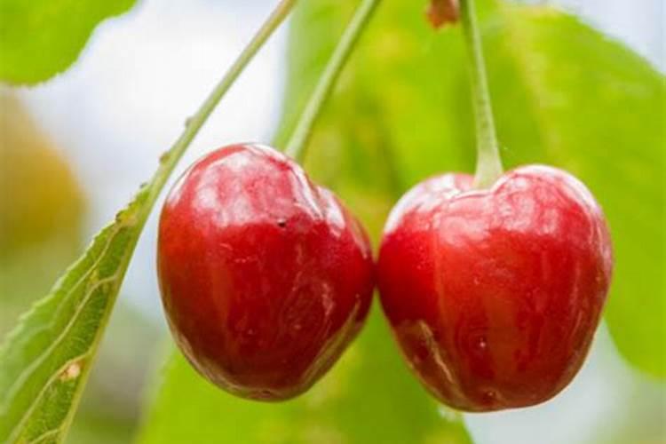 当发现红美人柑橘果实顶部有凸起时该如何处理