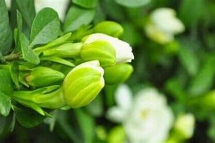 黄腐酸性是什么意思？