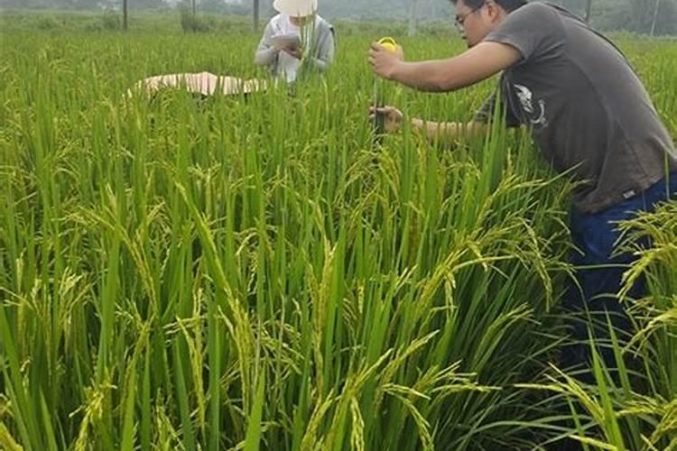 什么事有机肥？原料都有什么