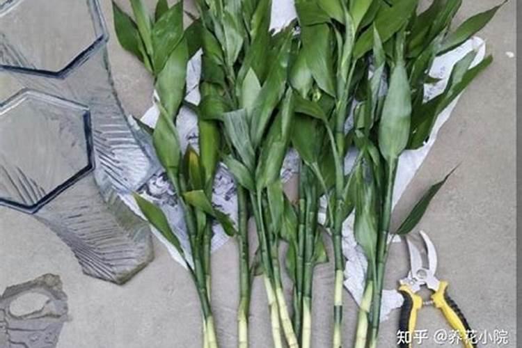 我老家有很多羊粪,怎样放在淘宝或者拼多多卖呢？