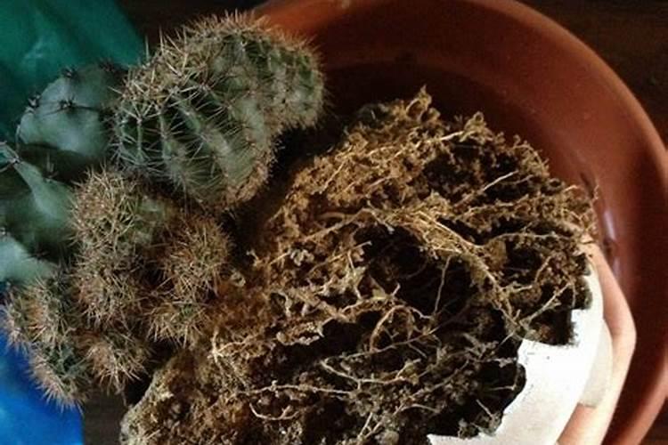 哪里可以买到草木灰