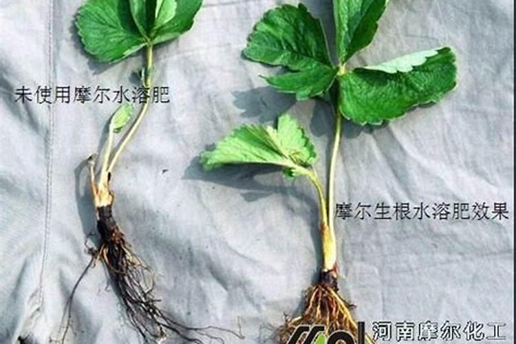 盆栽的土很硬怎么松土
