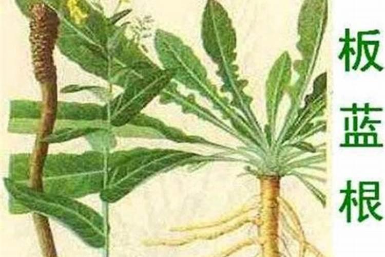 青玉米的储藏方法