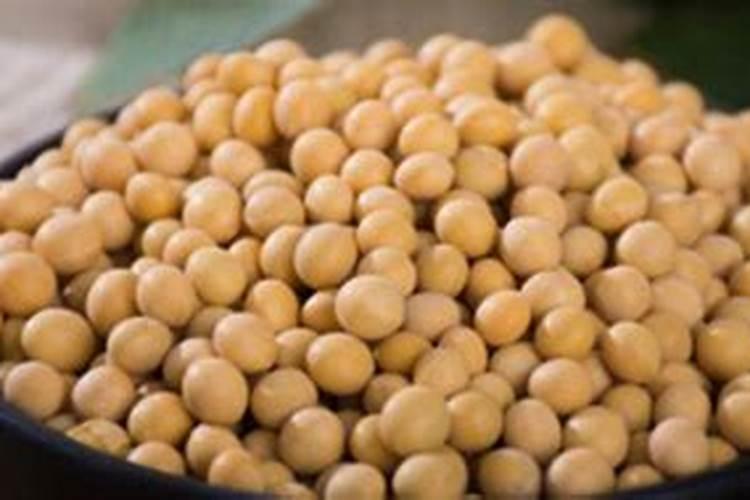 黄豆怎么发酵做肥料