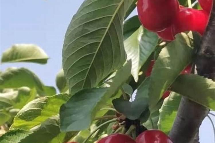 苹果树花期施肥方法