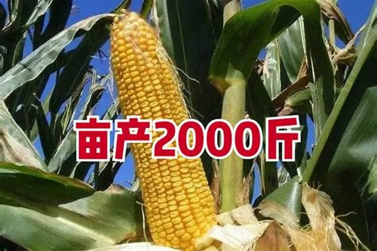 苹果花如何施肥以及时间安排 苹果花施肥方法及时间