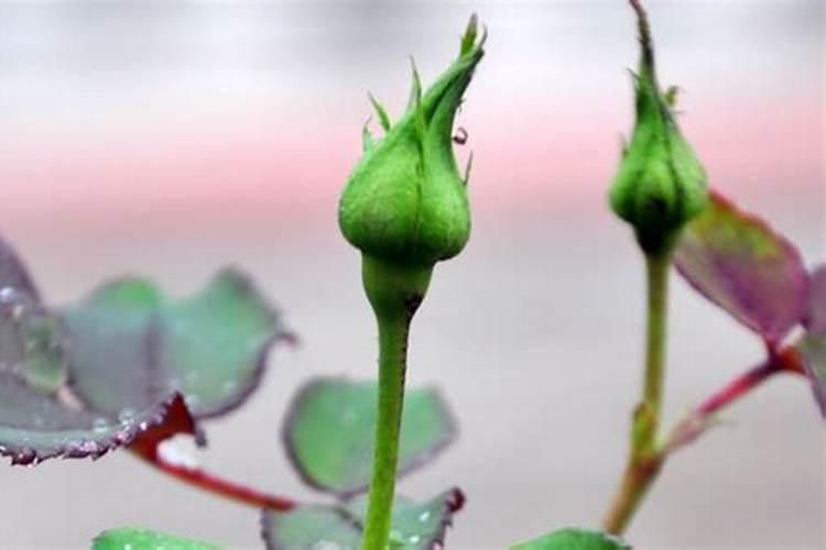 芸苔素能不能喷施在中药材上？