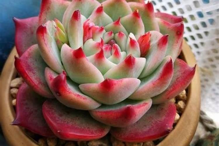 水溶肥跟尿素的区别