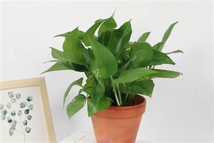 氮磷钾复合肥什么花都可以用吗,可以喷叶面吗