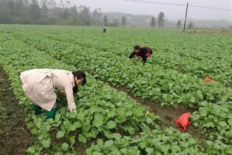 茶花树施什么肥料最好