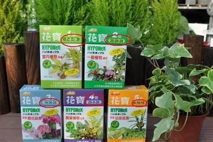 多肉植物用什么肥料养比例是多少