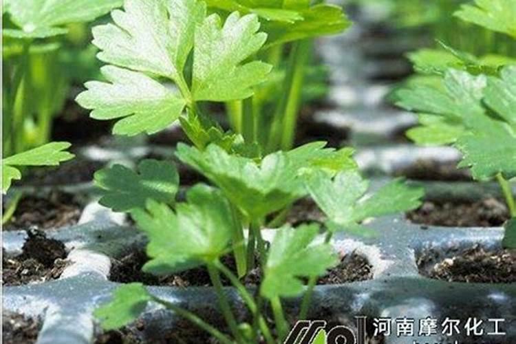苹果园现在的追肥应选水溶肥还是复合肥呢？