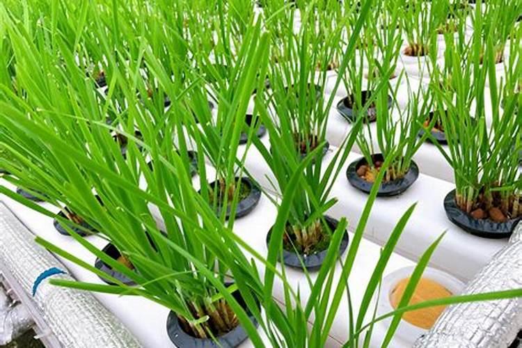 番茄喷花药什么牌子好