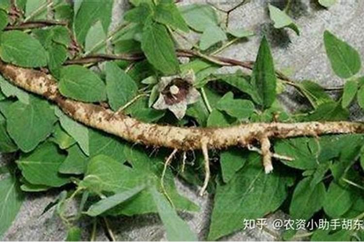 柴胡用什么化肥壮根