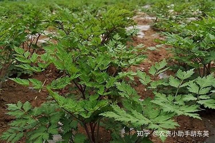 中微量元素肥壮根粉怎么用