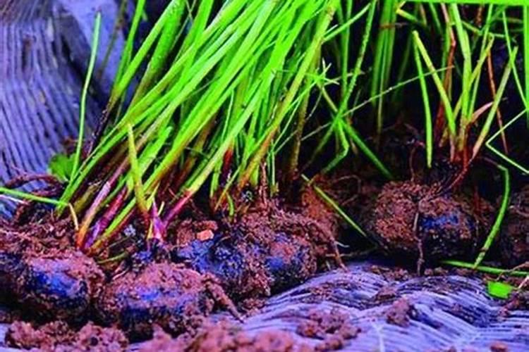 如何划分“大量元素”和“微量元素”？