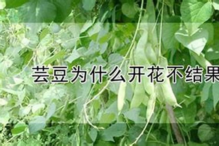 豇豆最合适的施肥时间 豇豆什么时候施肥