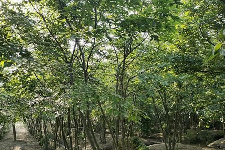 西红柿什么时候追钾肥好西红柿熟了一亩地追多少斤钾肥？