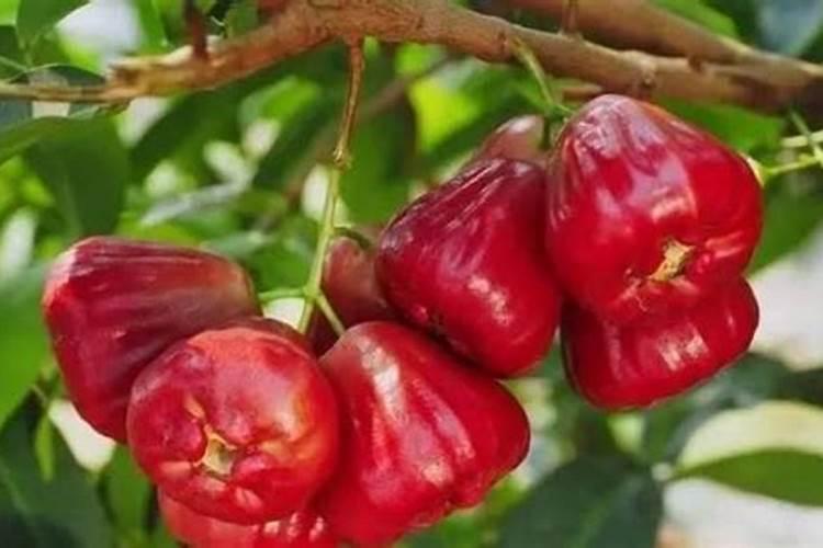 菜苗发芽三四天了可以浇肥料水吗